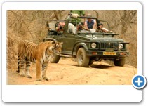 Jeep Safari, Ranthambore N.P.