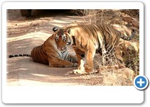 Tiger in Ranthambore N.P.